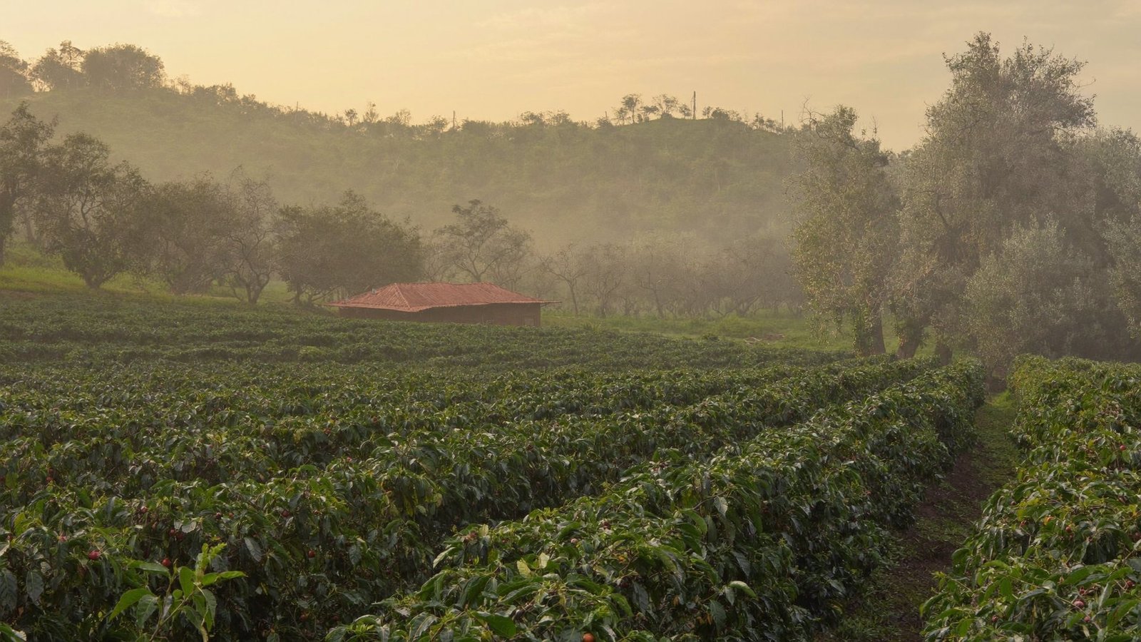 Mist rising over the coffee estate at dawn in Chelavara Village, Coorg